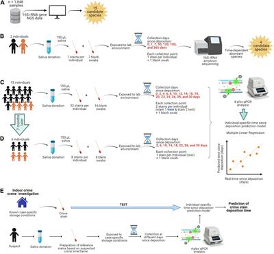 Estimating the Time Since Deposition of Saliva Stains With a Targeted Bacterial DNA Approach: A Proof-of-Principle Study